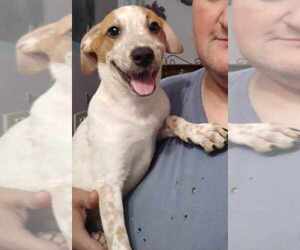 Mutt Dog for Adoption in AVENAL, California USA