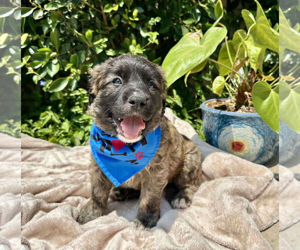 Medium Photo #3 Mutt Puppy For Sale in Menifee, CA, USA