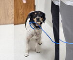 Small Photo #4 Brittany Puppy For Sale in Curwensville, PA, USA