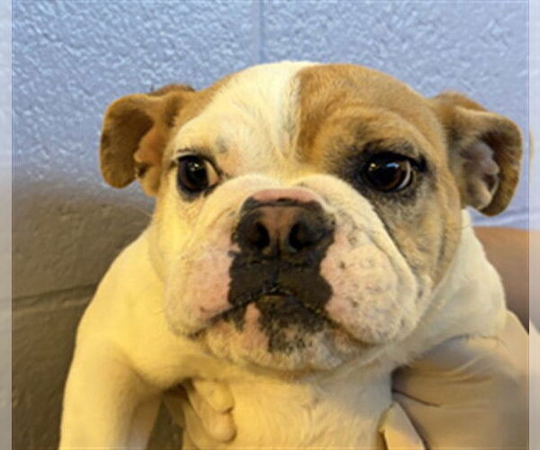 Medium Photo #1 Bulldog Puppy For Sale in Rancho Cucamonga, CA, USA