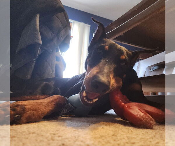 Medium Photo #16 Doberman Pinscher Puppy For Sale in Buffalo, MN, USA