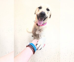 Anatolian Pyrenees Dogs for adoption in York, SC, USA