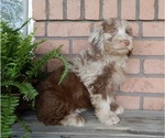 Small #4 Labradoodle