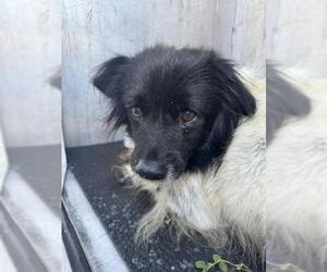 Mutt Dogs for adoption in San Antonio, TX, USA