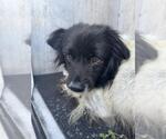 Small Mutt