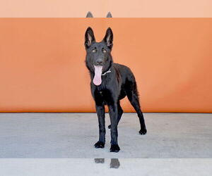 AZULA - Female German Shepherd Dog Dog for Adoption - Photo #2