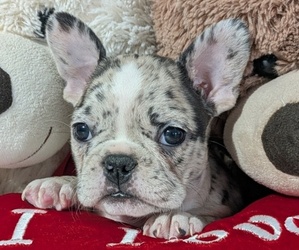 Medium Faux Frenchbo Bulldog