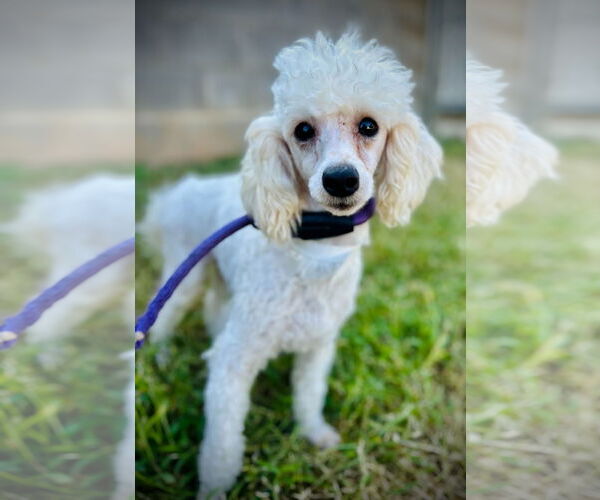Medium Photo #3 Poodle (Toy) Puppy For Sale in Pacolet, SC, USA
