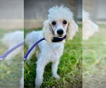 Small #2 Poodle (Toy)