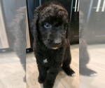 Small Photo #2 Goldendoodle Puppy For Sale in KANSAS CITY, MO, USA