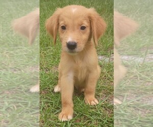 Golden Retriever Puppy for sale in POMONA PARK, FL, USA