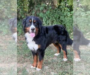 Father of the Bernedoodle puppies born on 11/23/2025