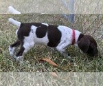 Small Photo #2 German Shorthaired Pointer Puppy For Sale in BELTON, TX, USA