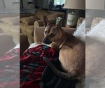 Small #1 Mutt