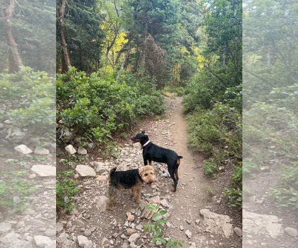 Medium Photo #7 Doberman Pinscher Puppy For Sale in Sandy, UT, USA