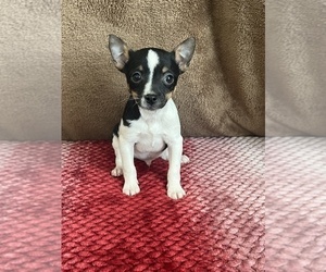 Rat Terrier Puppy for sale in MARTINSVILLE, IN, USA