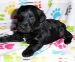 Small Photo #11 Schnoodle (Miniature) Puppy For Sale in ORO VALLEY, AZ, USA