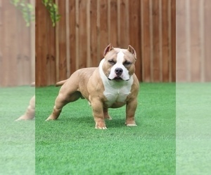 Father of the American Bully puppies born on 05/09/2022