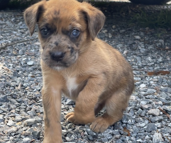 Medium Photo #32 Boxer-Poodle (Standard) Mix Puppy For Sale in WEST POINT, VA, USA