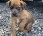 Small Photo #32 Boxer-Poodle (Standard) Mix Puppy For Sale in WEST POINT, VA, USA