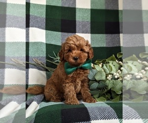 Goldendoodle (Miniature) Puppy for sale in QUARRYVILLE, PA, USA