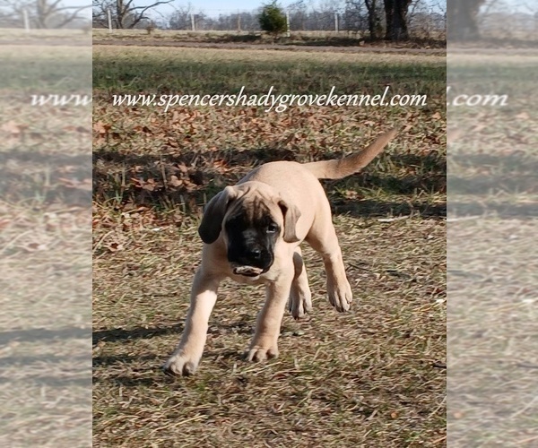 Medium Photo #4 Mastiff Puppy For Sale in CABOOL, MO, USA