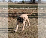Small #3 Mastiff