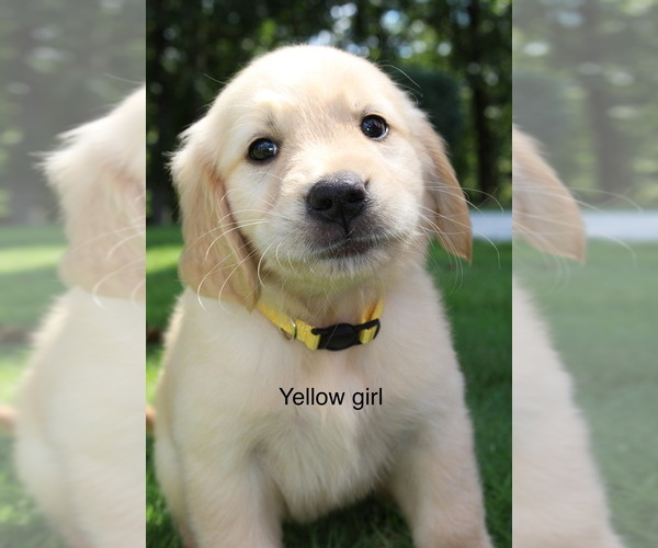 Medium Photo #1 Golden Retriever Puppy For Sale in ONEONTA, AL, USA
