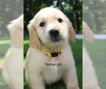 Small Photo #1 Golden Retriever Puppy For Sale in ONEONTA, AL, USA