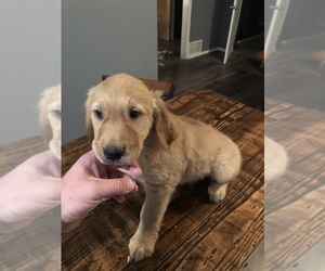 Golden Retriever Puppy for sale in BLUE EARTH, MN, USA