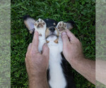 Small Photo #9 Pembroke Welsh Corgi Puppy For Sale in NEW DOUGLAS, IL, USA