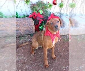 Mutt Dogs for adoption in Oklahoma City, OK, USA