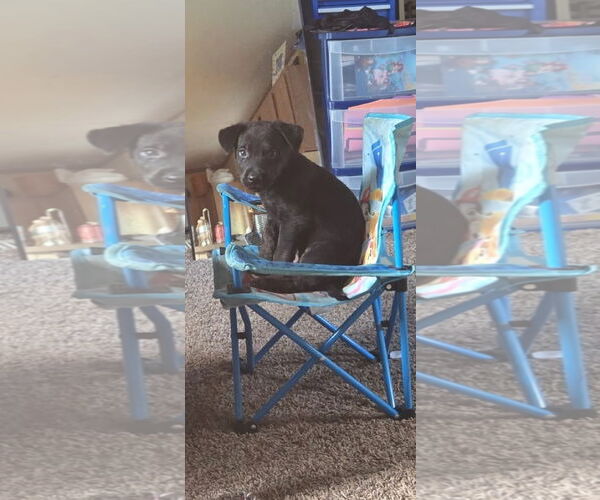 Medium Photo #4  Puppy For Sale in , 