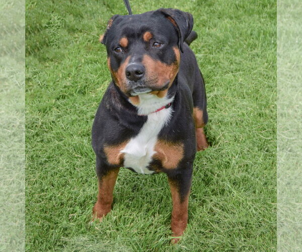 Medium Photo #2 Rottweiler Puppy For Sale in Huntley, IL, USA