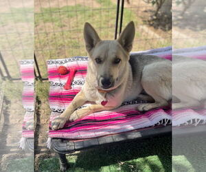 Sunny - Female Siberian Husky-Unknown Mix Dog for Adoption - Photo #3
