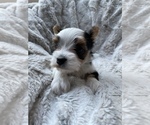 Small Photo #5 Morkie Puppy For Sale in COLUMBIA, SC, USA