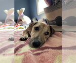 Small #11 Labrador Retriever Mix