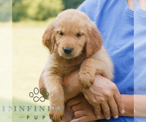 Golden Retriever Puppy for sale in GAP, PA, USA