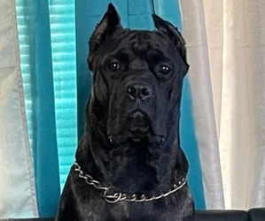 Mother of the Cane Corso puppies born on 08/27/2022