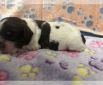 Small Photo #9 Cocker Spaniel Puppy For Sale in MARTIN, GA, USA