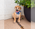 Small Photo #2 Aussiedor Puppy For Sale in Phoenix, AZ, USA