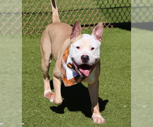 Medium Photo #18 American Bulldog-Labrador Retriever Mix Puppy For Sale in Rockaway, NJ, USA