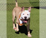 Small #17 American Bulldog-Labrador Retriever Mix