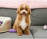 Small #2 Goldendoodle mix (+ Poodle Miniature)