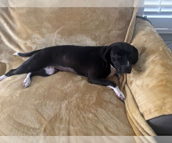 Medium Photo #2 Beagle-Unknown Mix Puppy For Sale in Lakewood, CO, USA