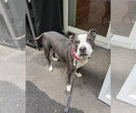 Small #21 American Pit Bull Terrier-American Staffordshire Terrier Mix