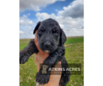 Small Photo #2 Aussie-Poo-Poodle (Standard) Mix Puppy For Sale in CHENOA, IL, USA