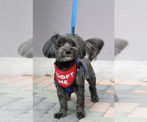 Chewie - Male Mal-Shi Dog for Adoption - Photo #4