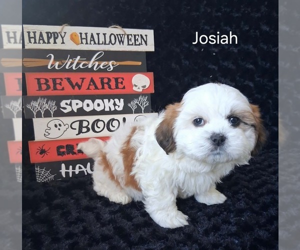 Medium Photo #2 Zuchon Puppy For Sale in MOUNT PLEASANT, MI, USA