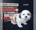 Josiah - Male Zuchon Puppy for Sale - Photo #2